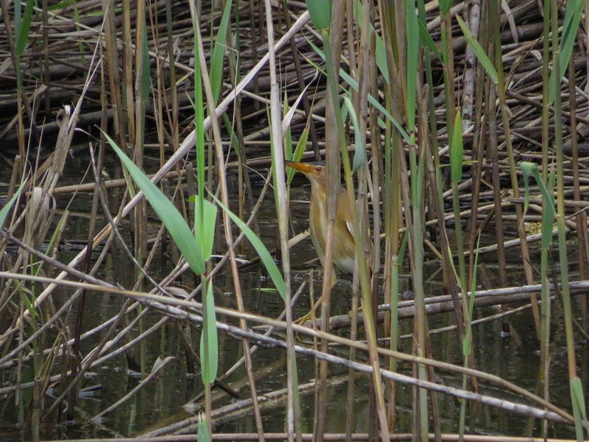 Little Bittern - Cauã Menezes