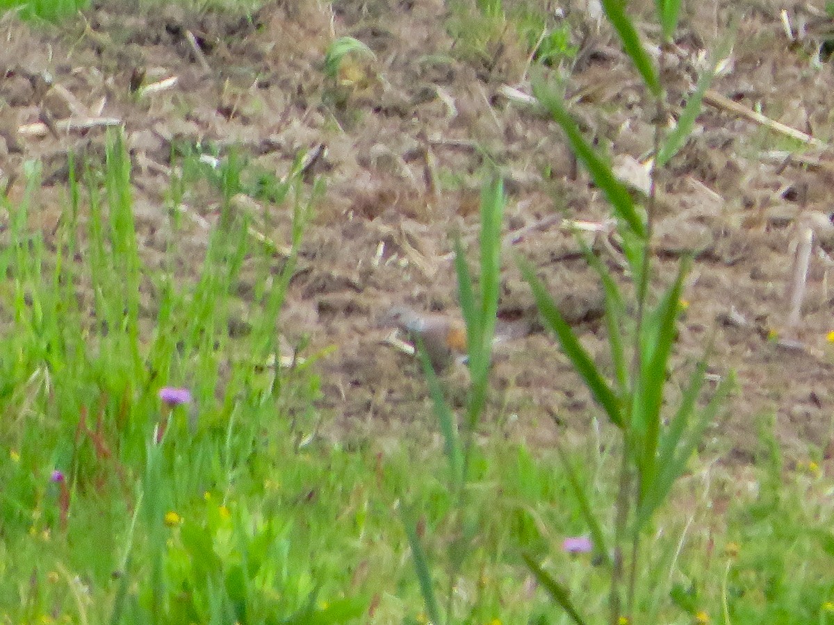 European Turtle-Dove - Cauã Menezes