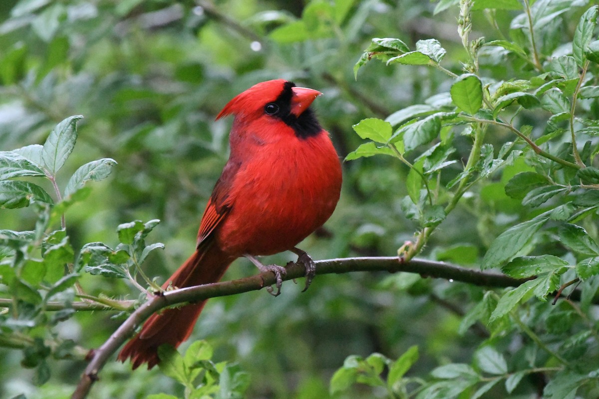 Northern Cardinal - Sherri & Camera Guy