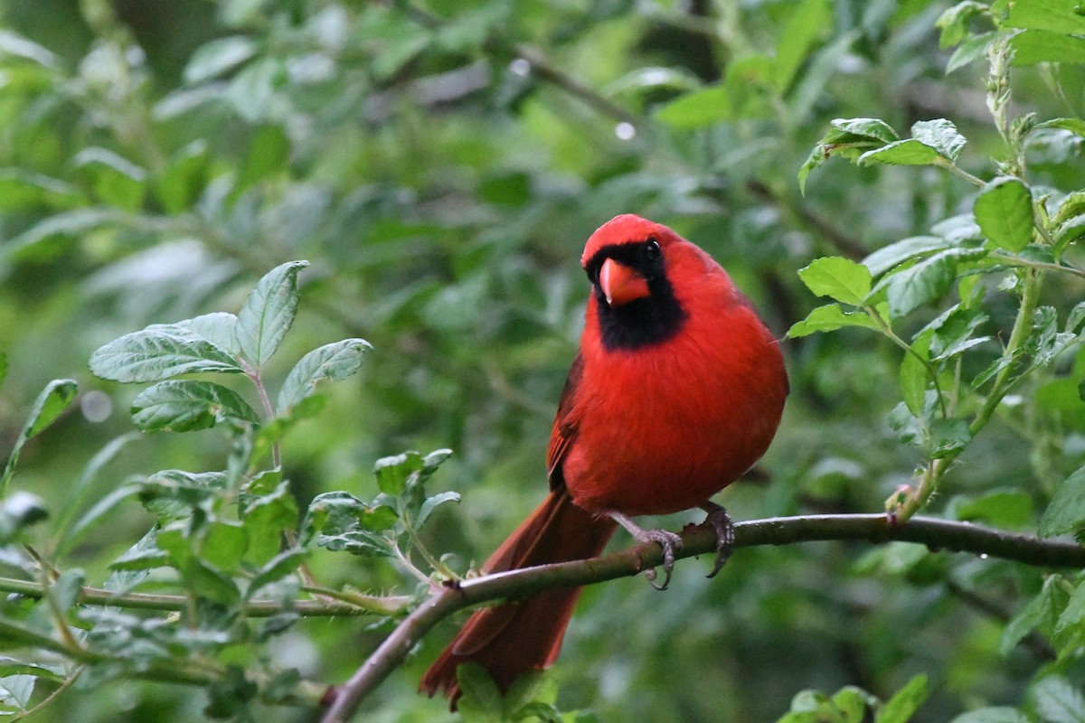 Northern Cardinal - Sherri & Camera Guy