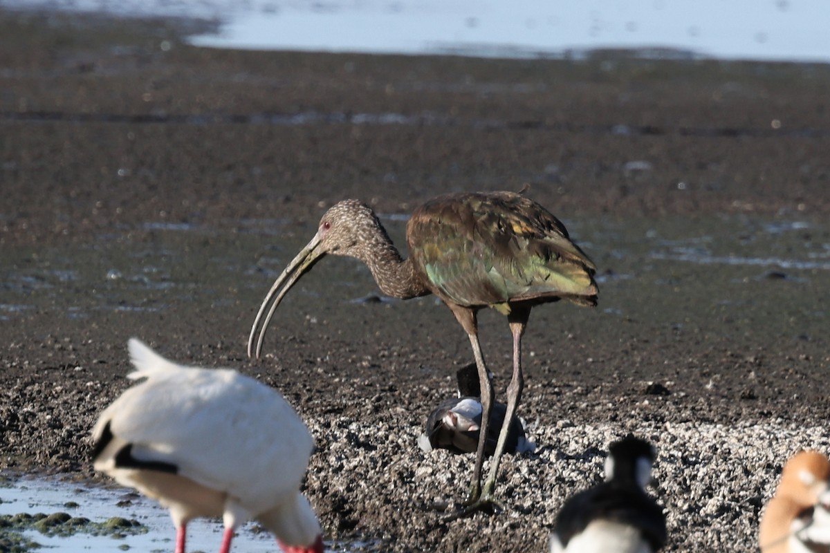 ibis americký - ML619280587