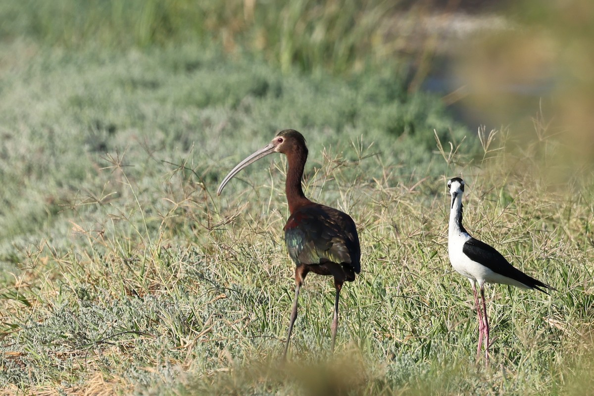 ibis americký - ML619280588