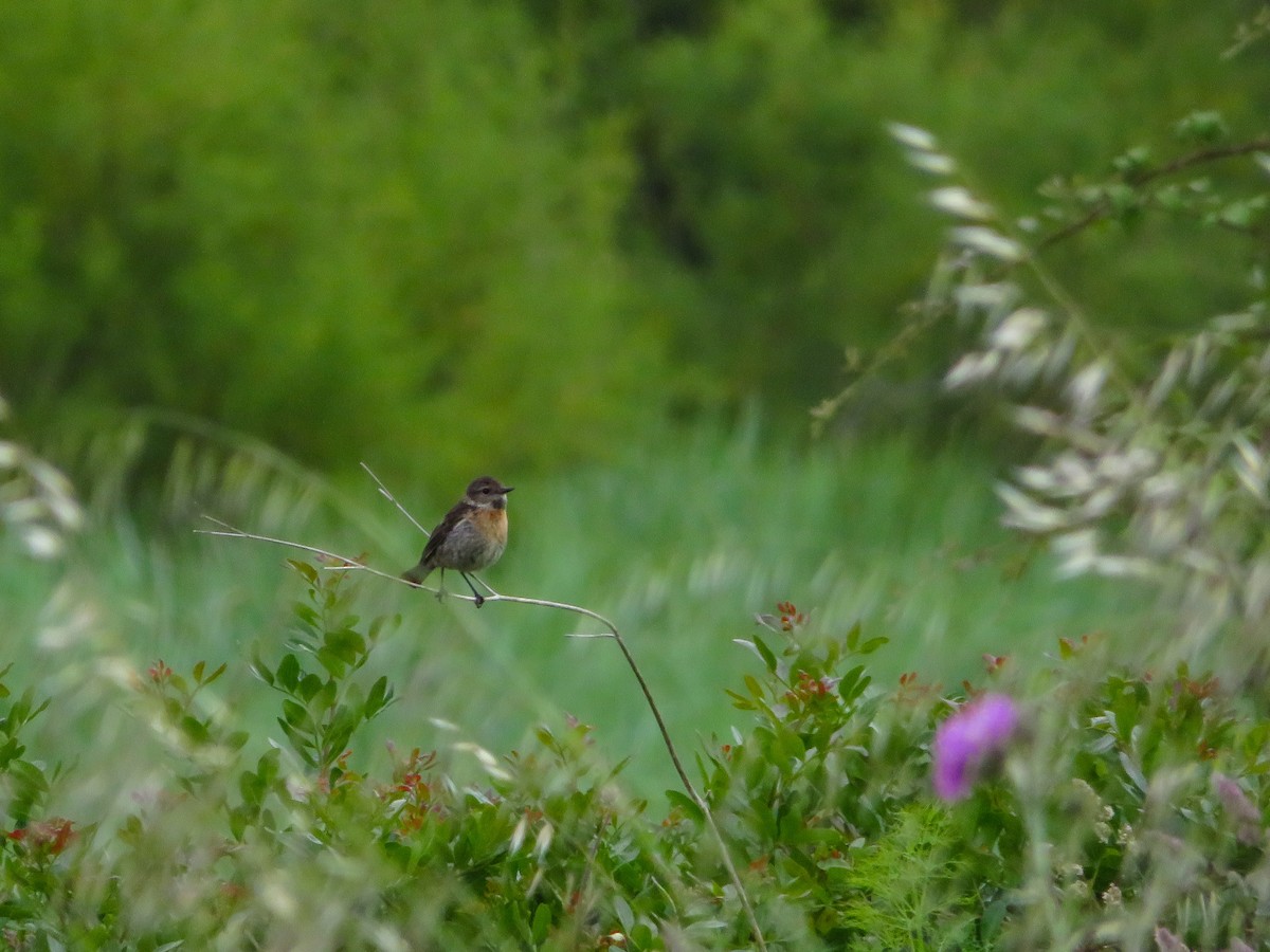 European Stonechat - ML619280593