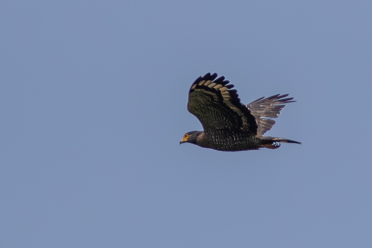 Crested Serpent-Eagle - ML619280597