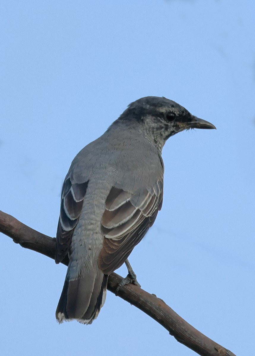 Large Cuckooshrike - Shashidhar Joshi