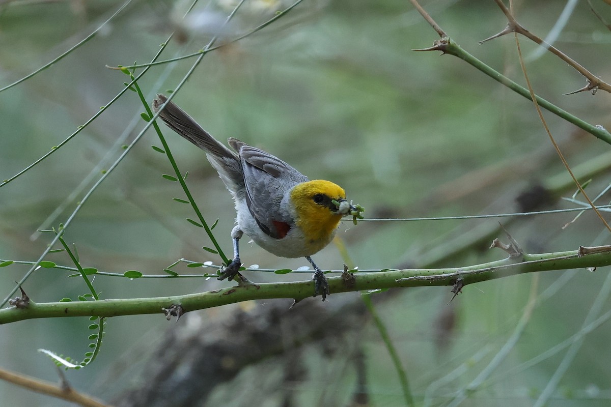 Verdin - Ian Thompson