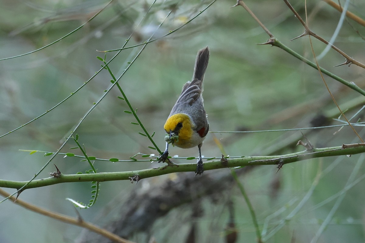 Verdin - Ian Thompson