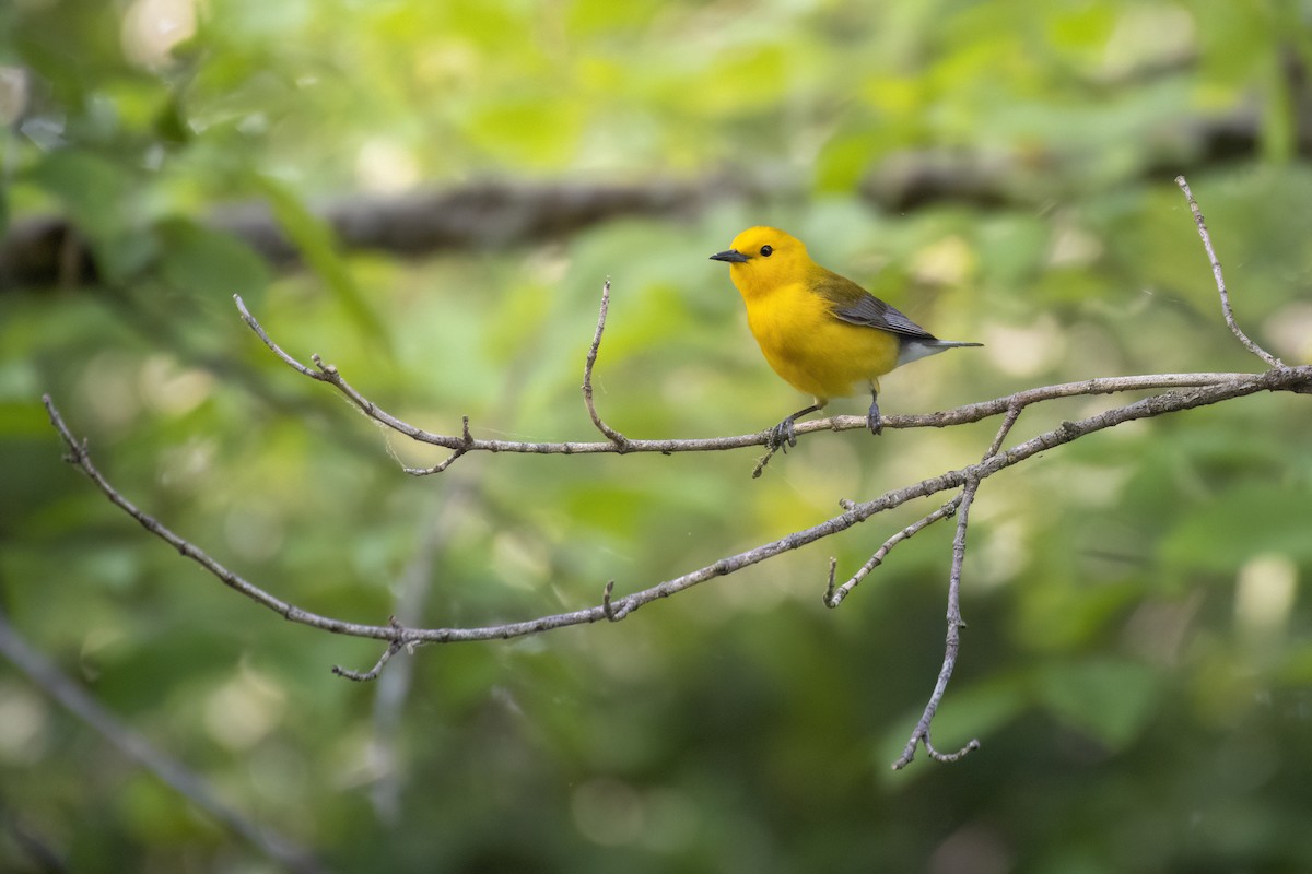 Prothonotary Warbler - ML619280608