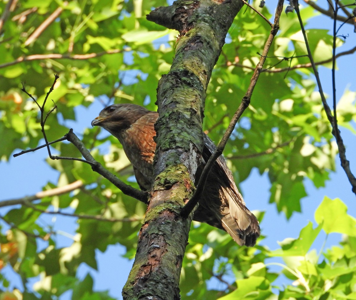 Red-shouldered Hawk - Martin Berg