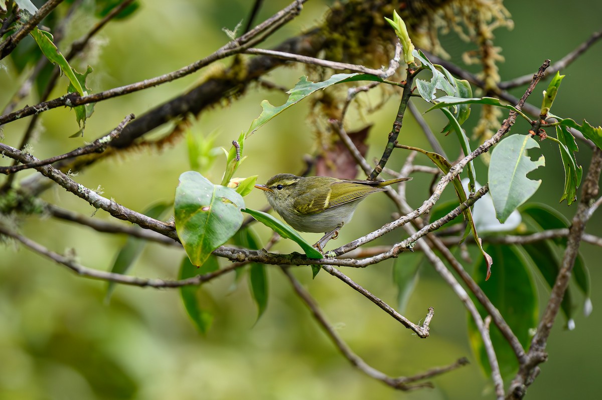 Blyth's Leaf Warbler - Sudhir Paul
