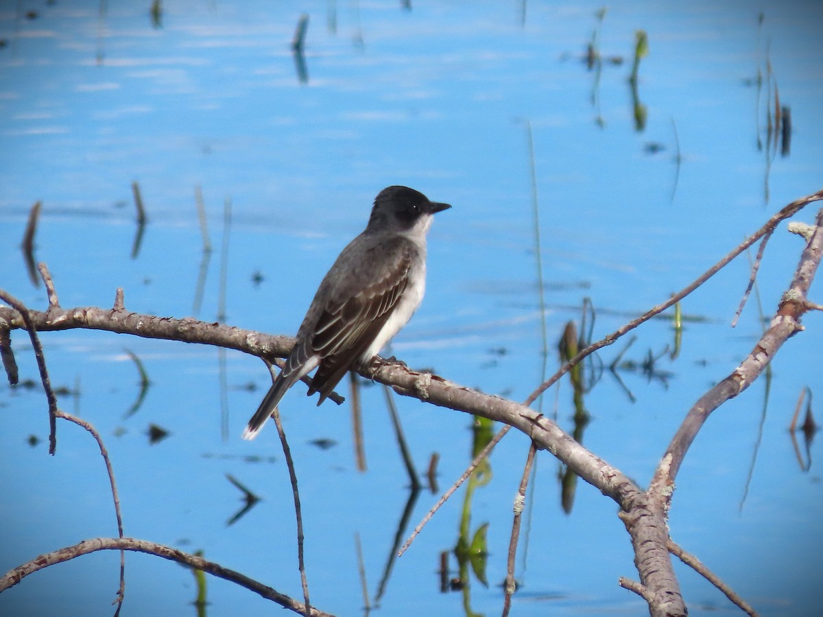 Eastern Kingbird - ML619280615