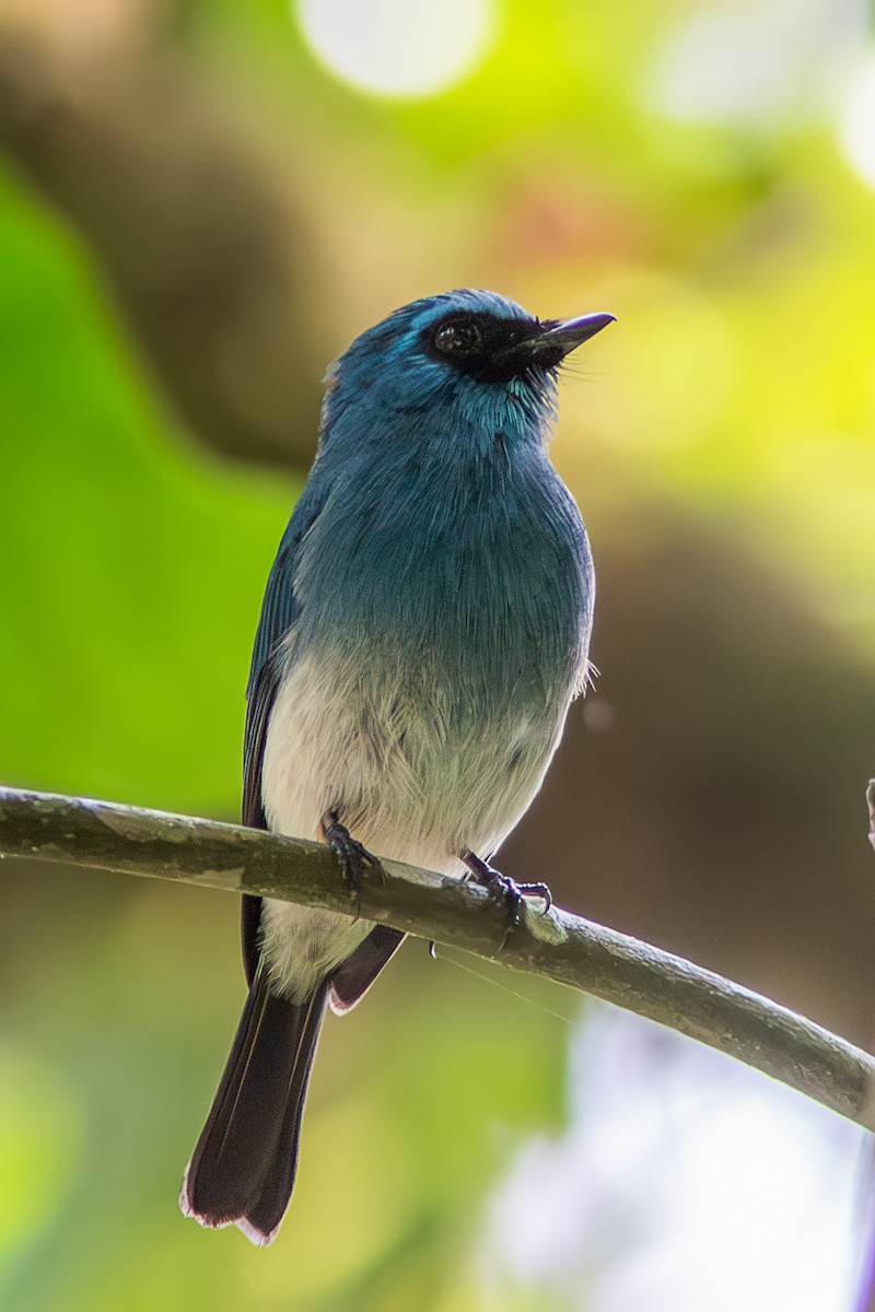 Indigo Flycatcher - Wade Strickland