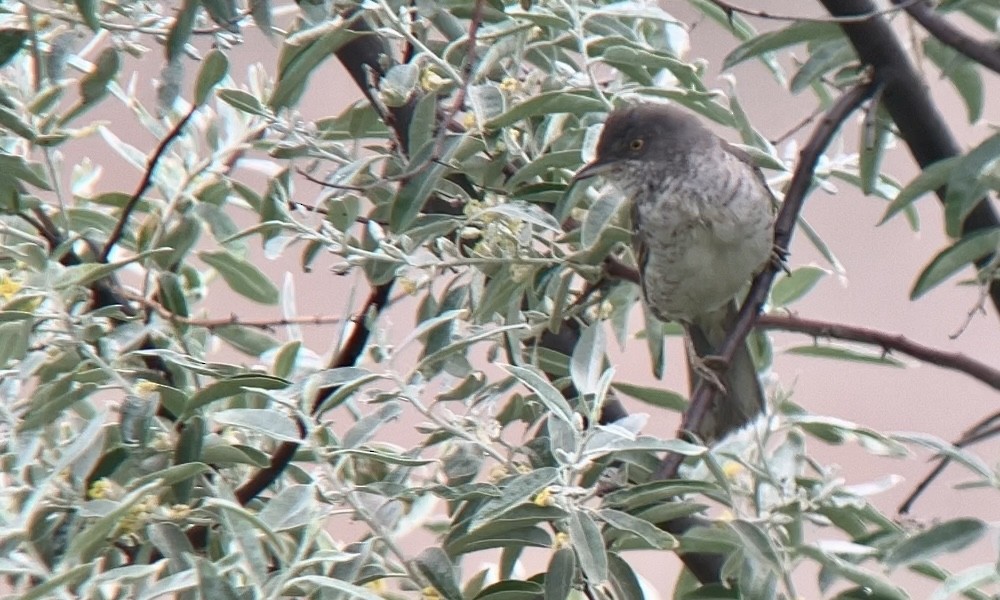 Barred Warbler - Jakub Macháň