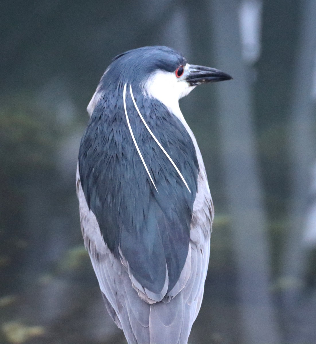 Black-crowned Night Heron - Butch Carter