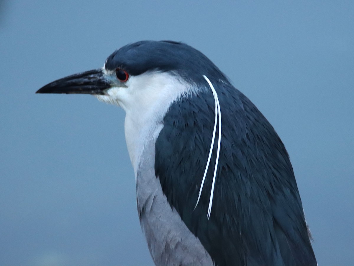 Black-crowned Night Heron - Butch Carter