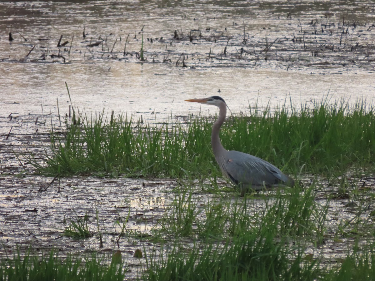 Great Blue Heron - Michael Haas