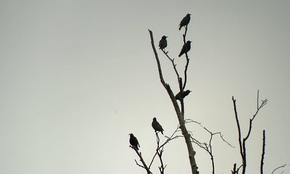 European Starling - Jakub Macháň