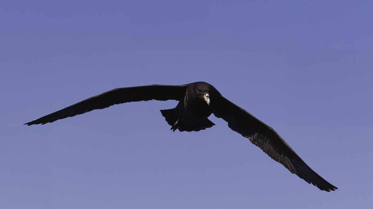 White-chinned Petrel - Markus Craig