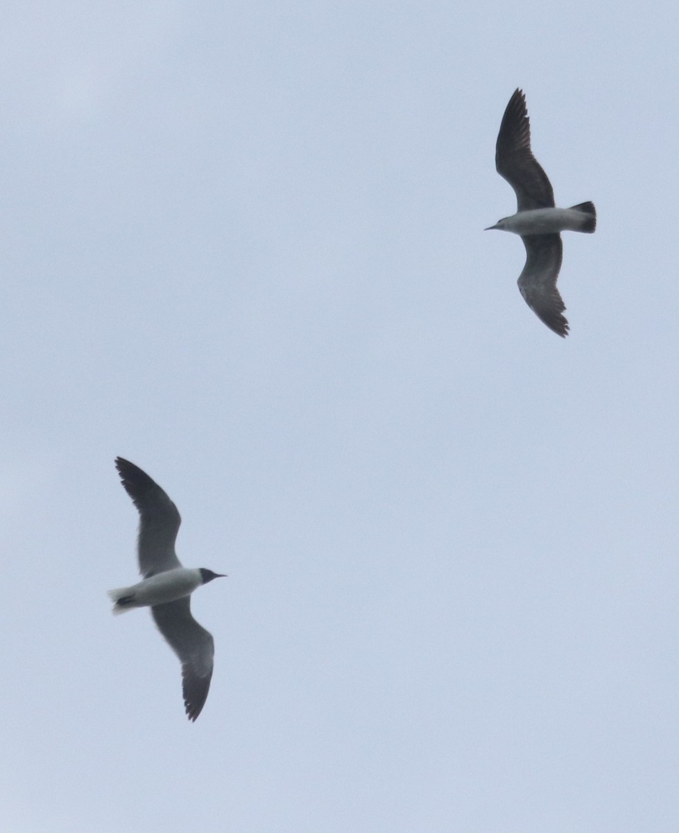 Laughing Gull - Paul Hueber