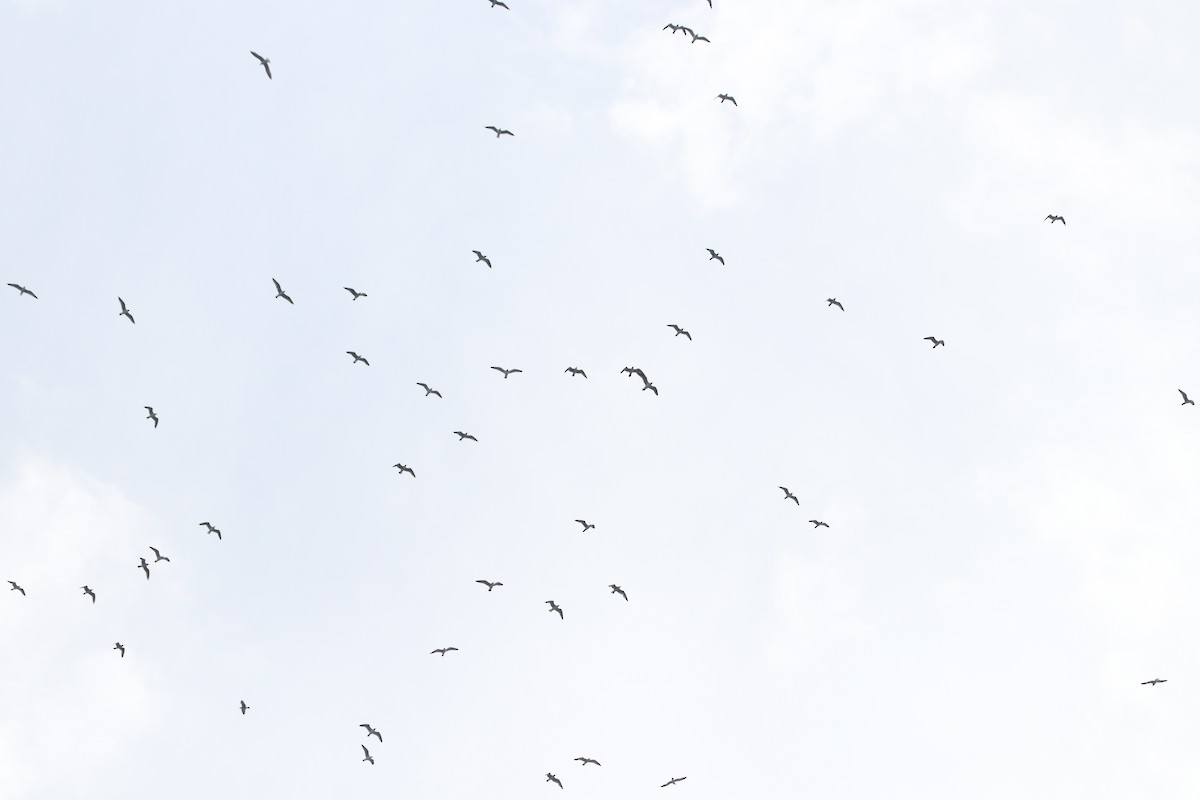 Laughing Gull - ML619280641