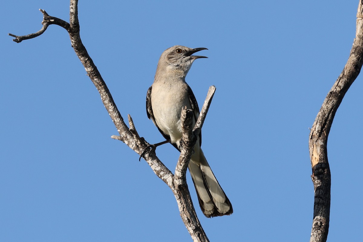 Northern Mockingbird - Ian Thompson