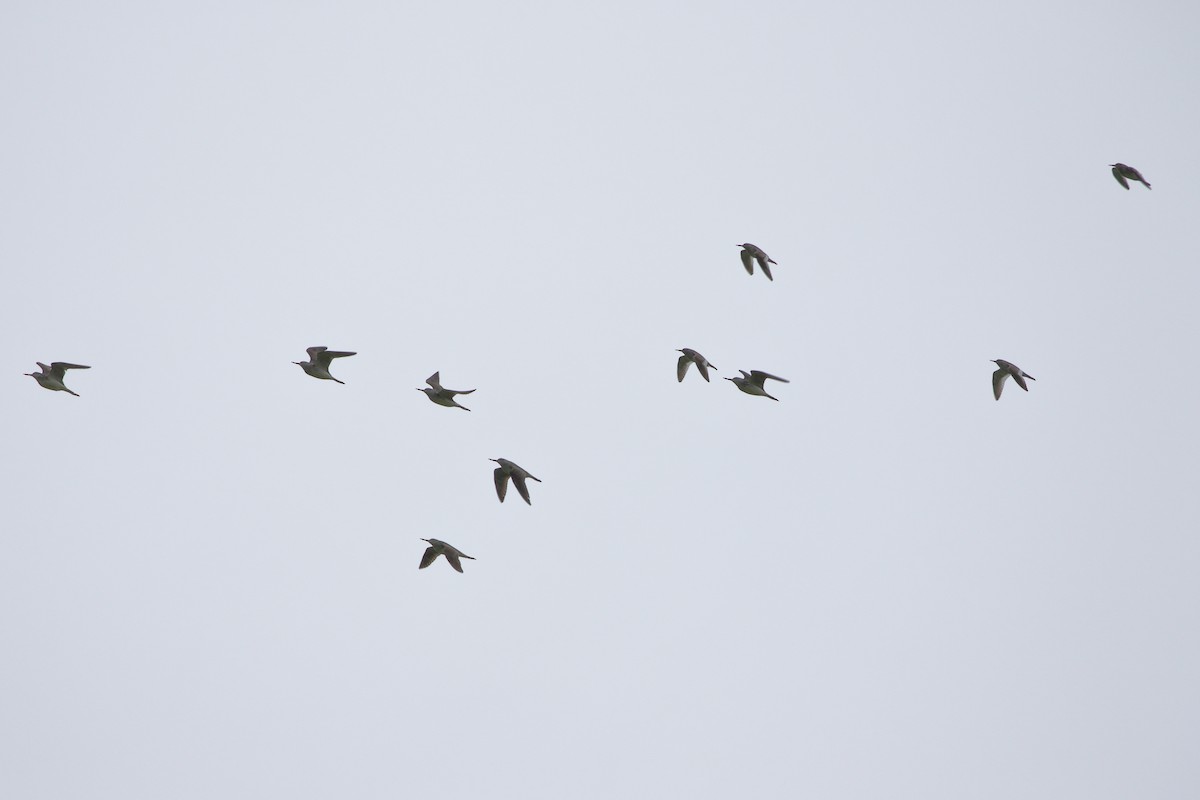 Common Redshank - ML619280652