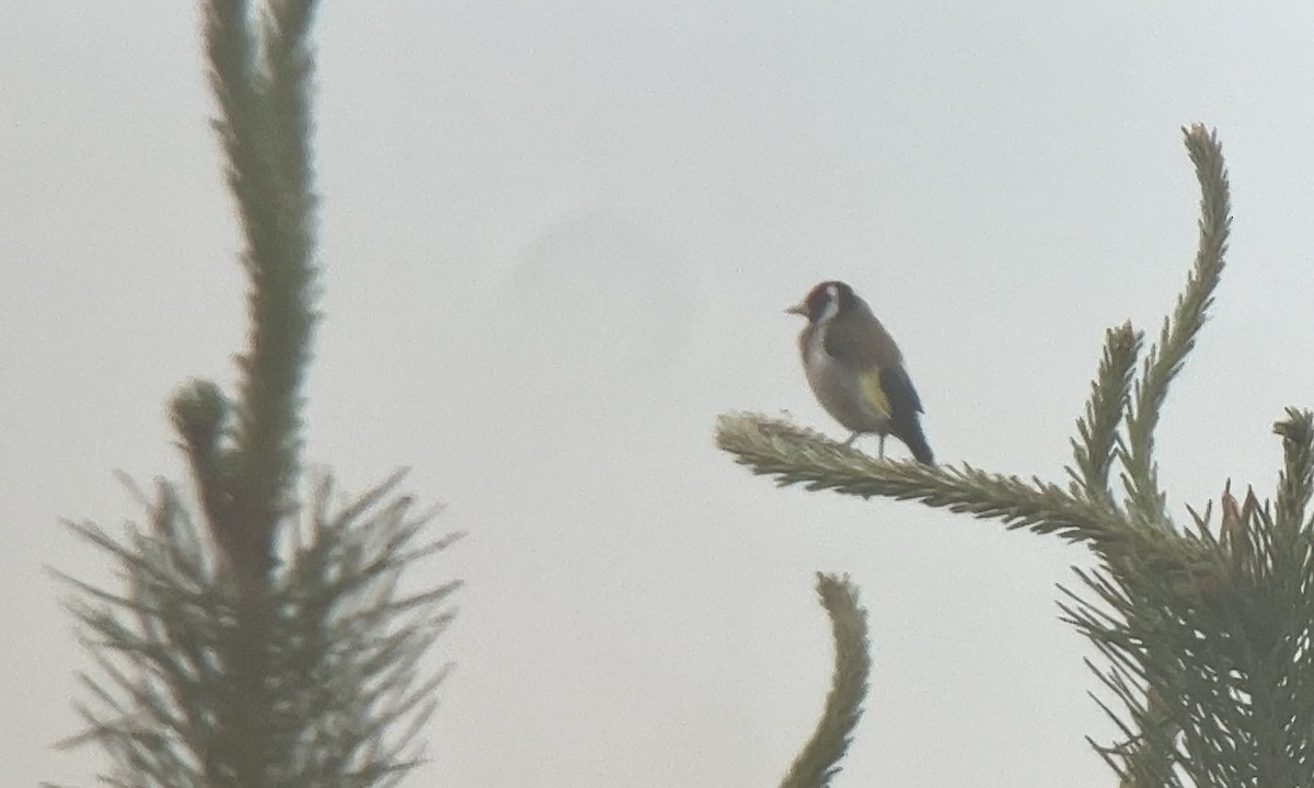 European Goldfinch - Jakub Macháň