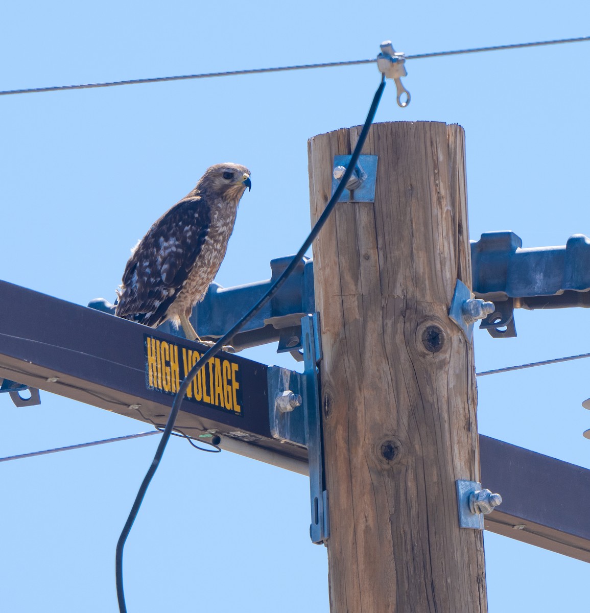 Red-shouldered Hawk - ML619280665