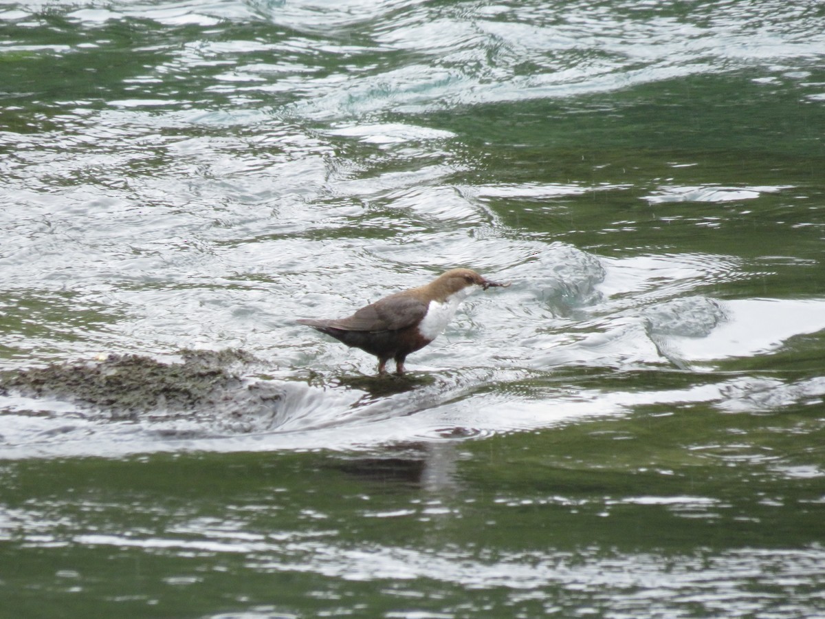 White-throated Dipper - Eric Cormier