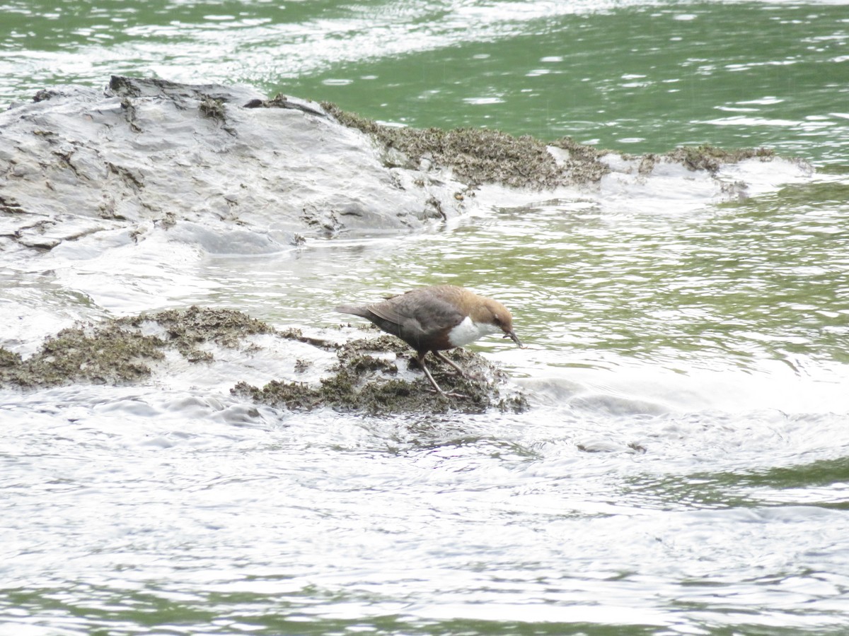 White-throated Dipper - Eric Cormier