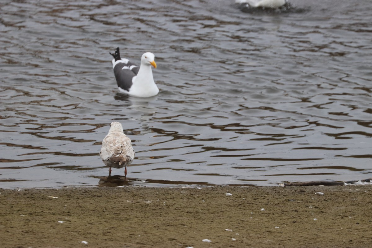 Gaviota Groenlandesa (thayeri) - ML619280690