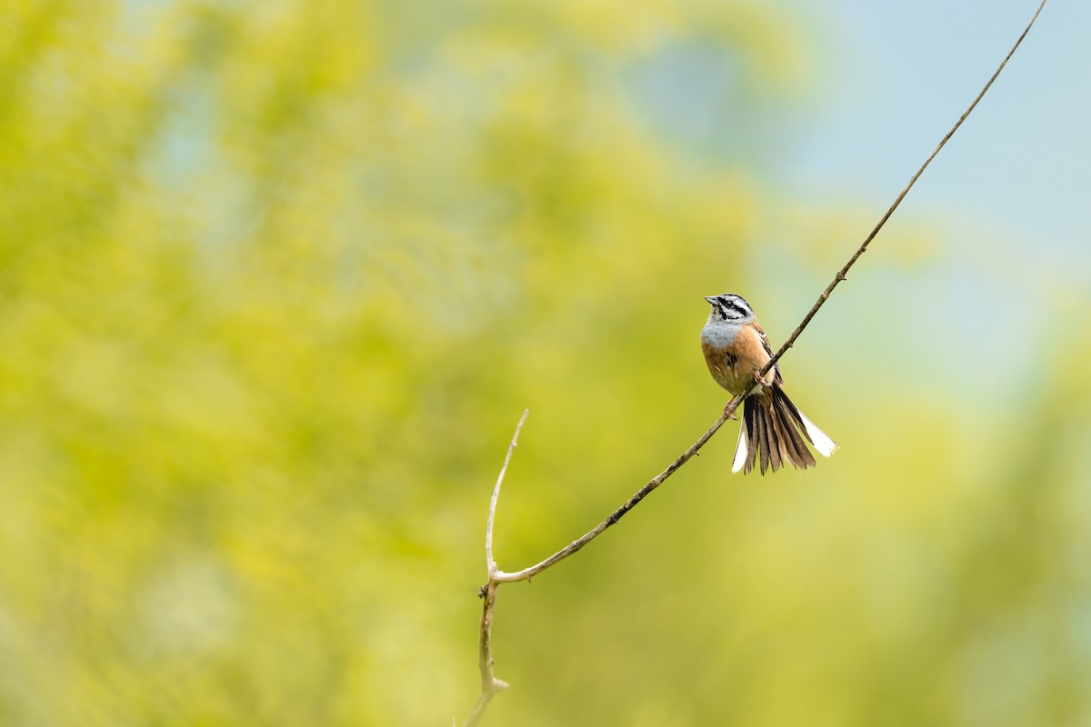 Rock Bunting - ML619280691