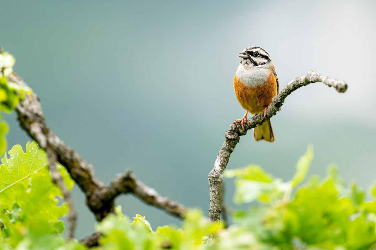 Rock Bunting - Lukasz Haluch