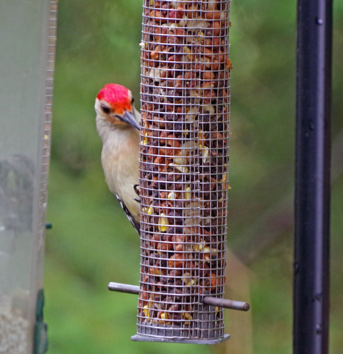 Red-bellied Woodpecker - Bill Winkler