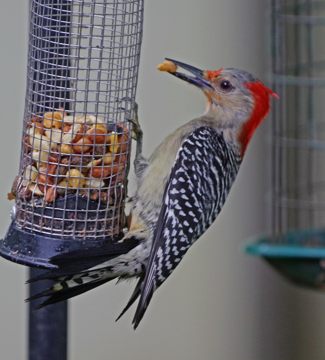 Red-bellied Woodpecker - Bill Winkler