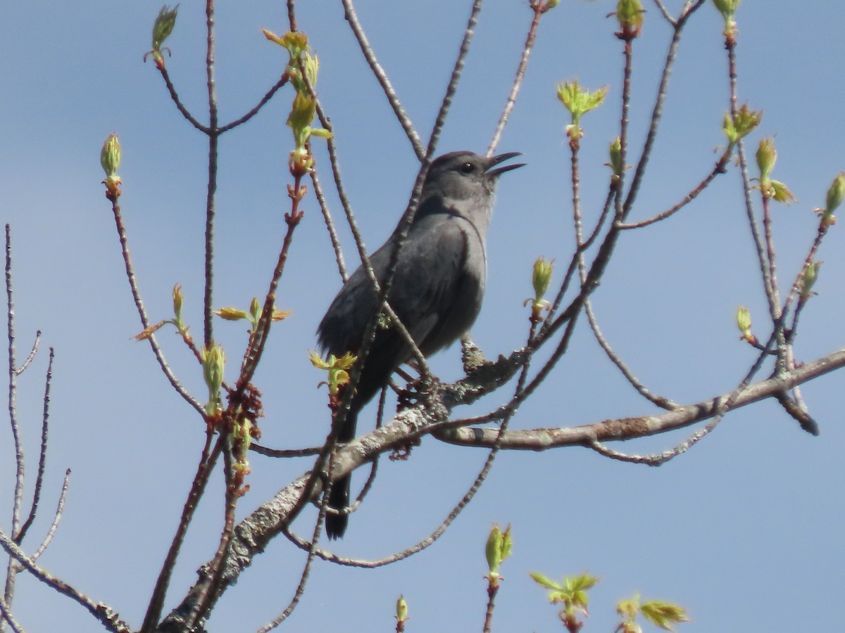 Pájaro Gato Gris - ML619280711