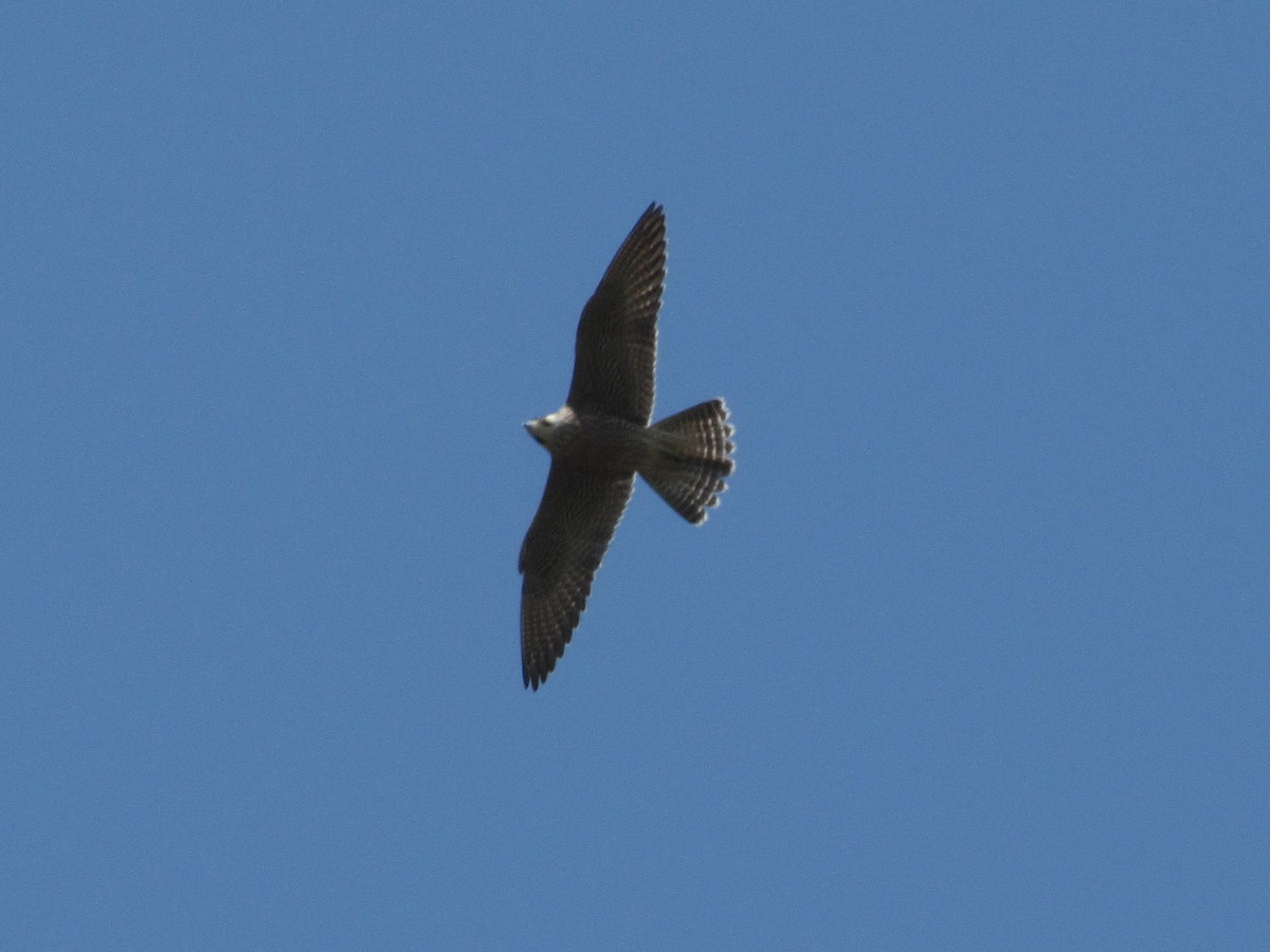 Peregrine Falcon - Pietro Melandri