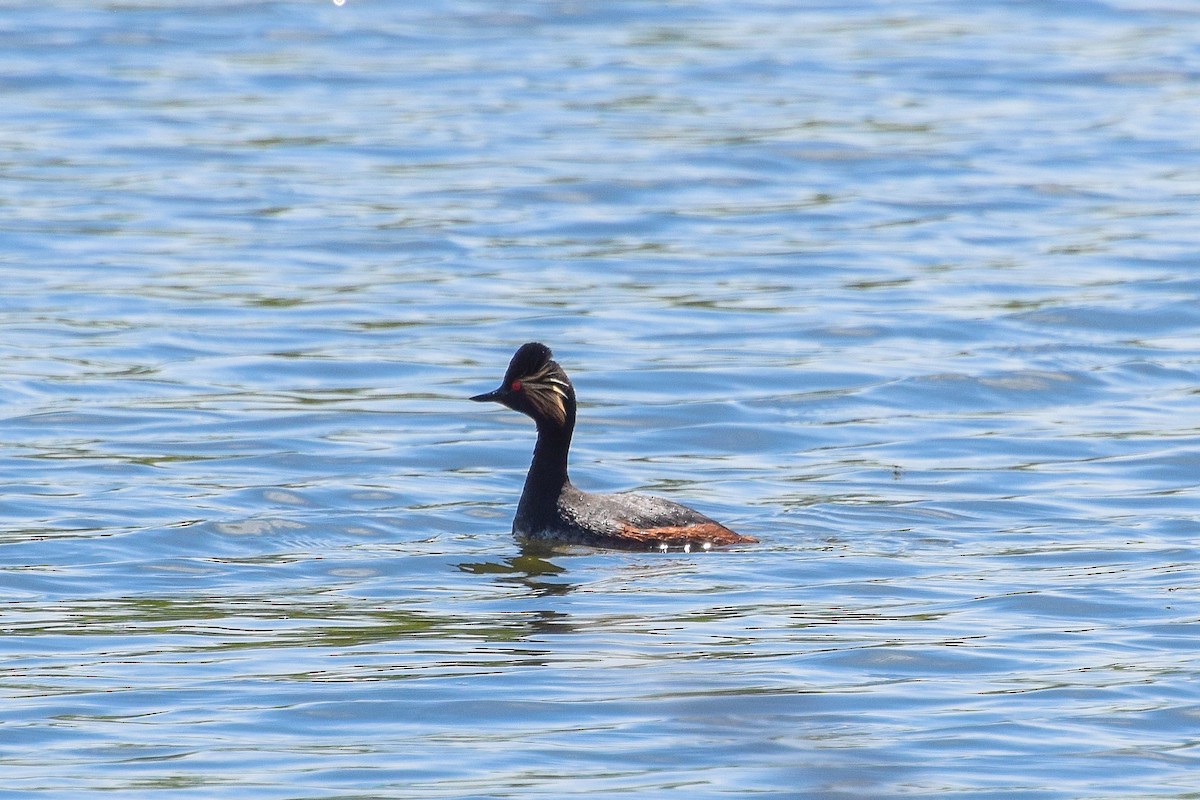 Eared Grebe - Valentina Mezhetskaia