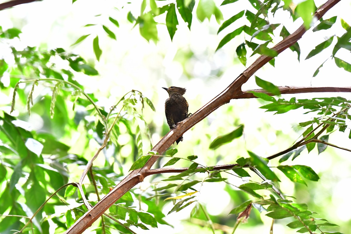 Buff-rumped Woodpecker - Haritharan Suppaiah