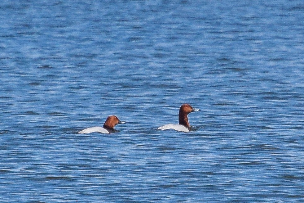 Common Pochard - Valentina Mezhetskaia