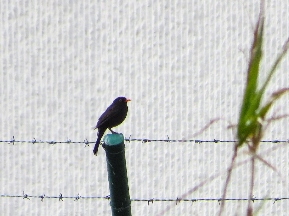 Eurasian Blackbird - ML619280741