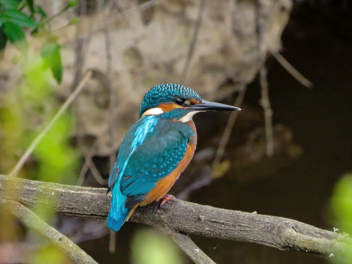 Common Kingfisher - Cauã Menezes