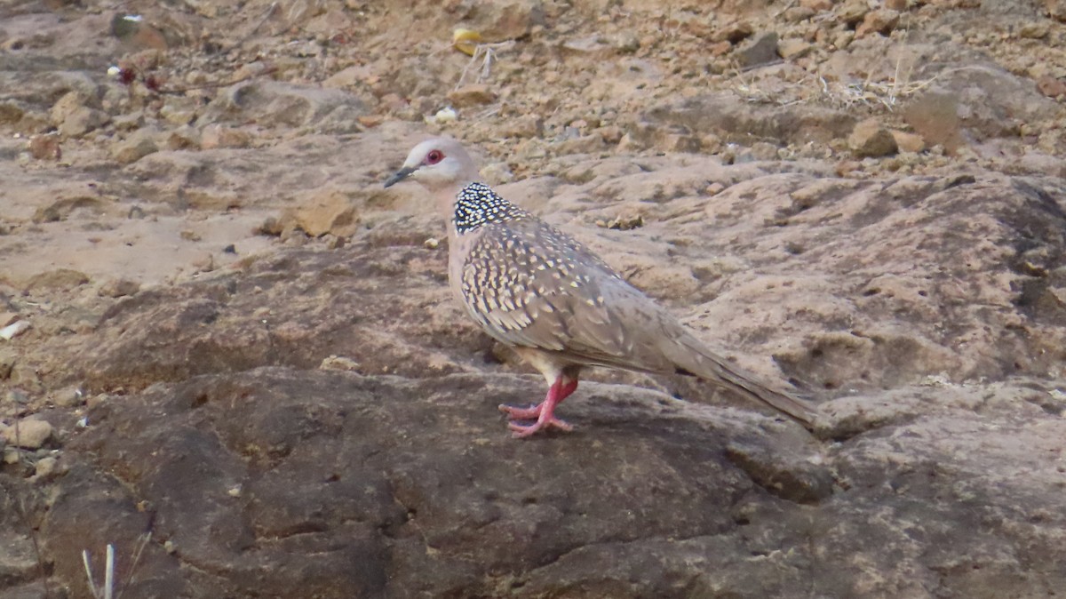 Spotted Dove - ML619280749