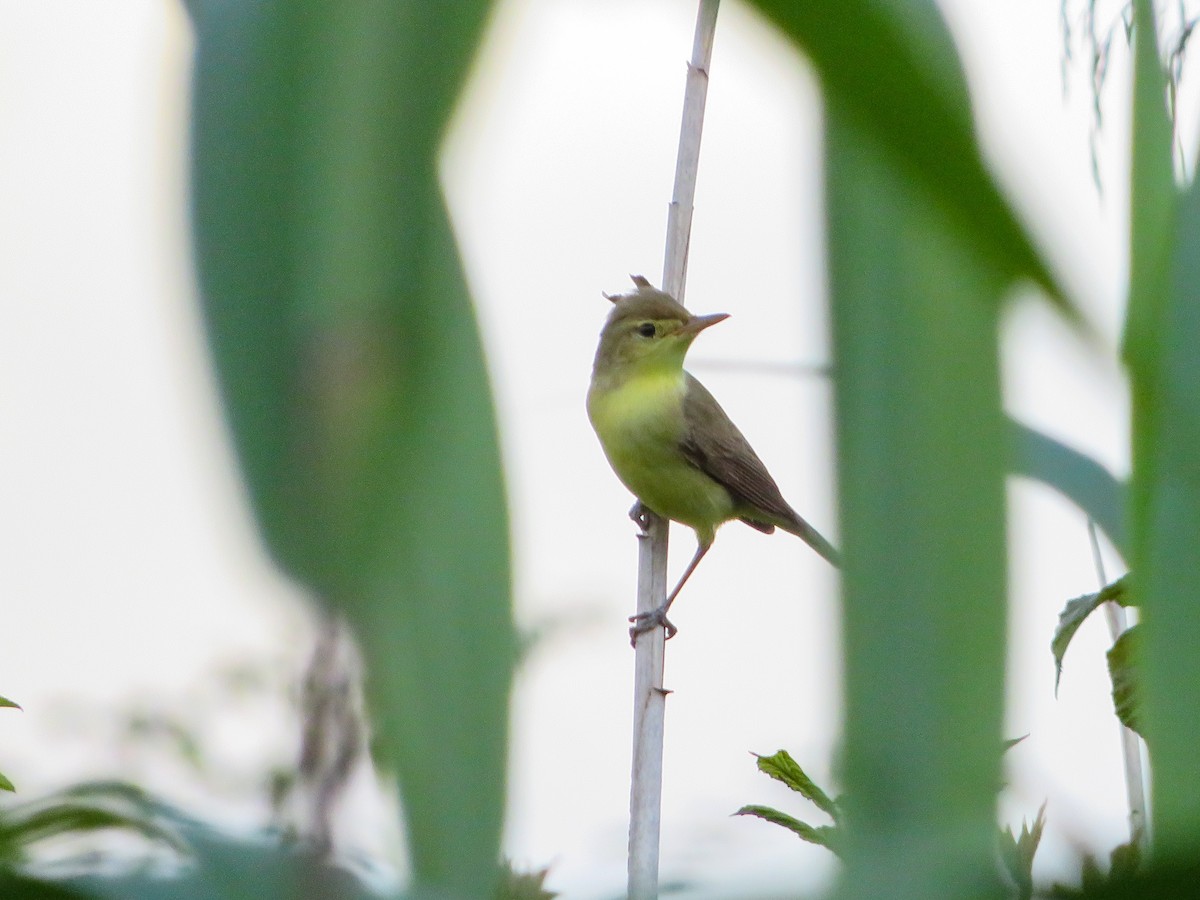 Melodious Warbler - Cauã Menezes