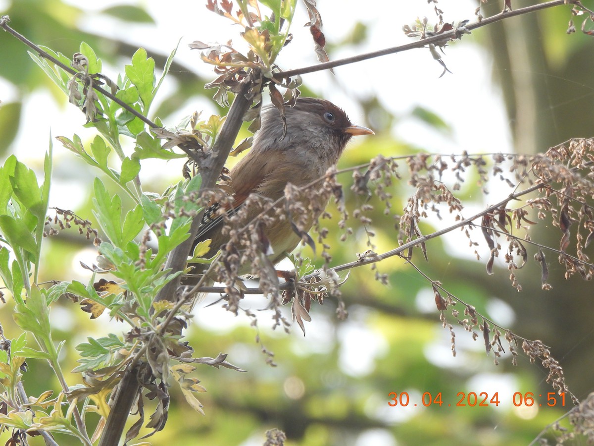 Rusty-fronted Barwing - Muralidharan S