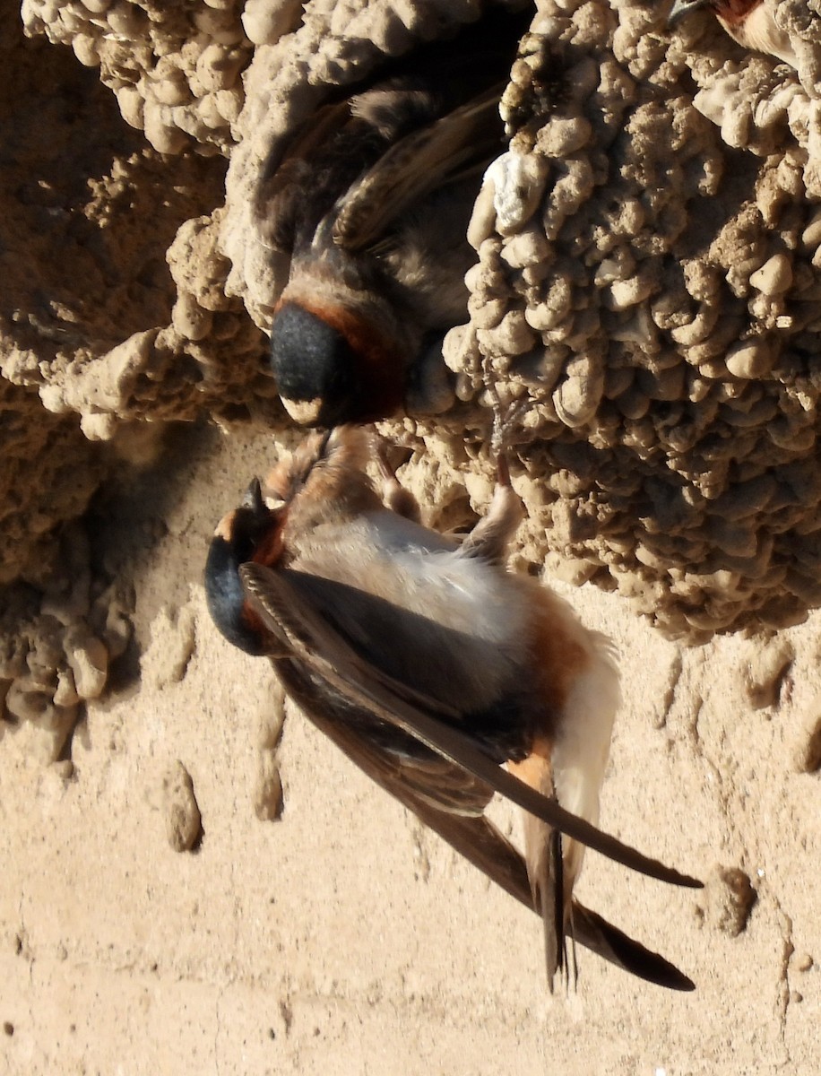 Golondrina Risquera (grupo pyrrhonota) - ML619280753