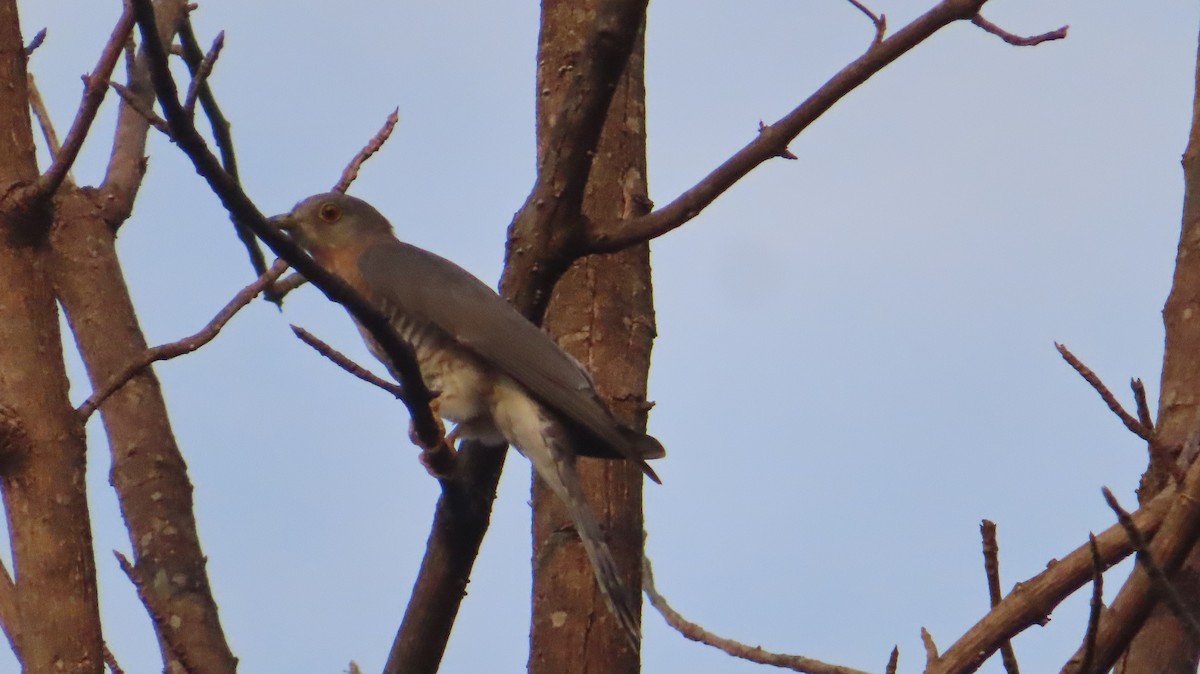 Common Hawk-Cuckoo - Sujay Biswas