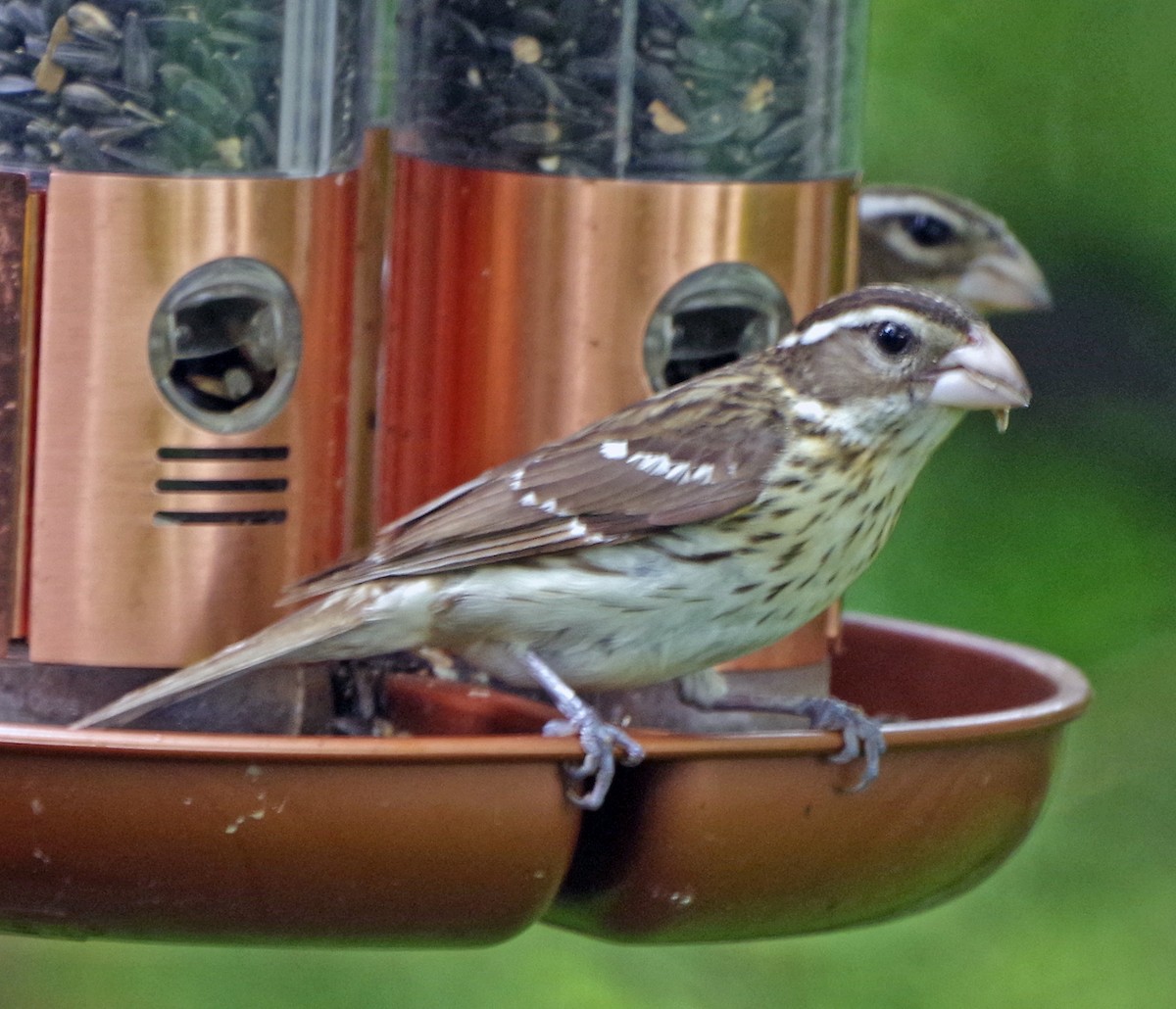 Rose-breasted Grosbeak - Bill Winkler