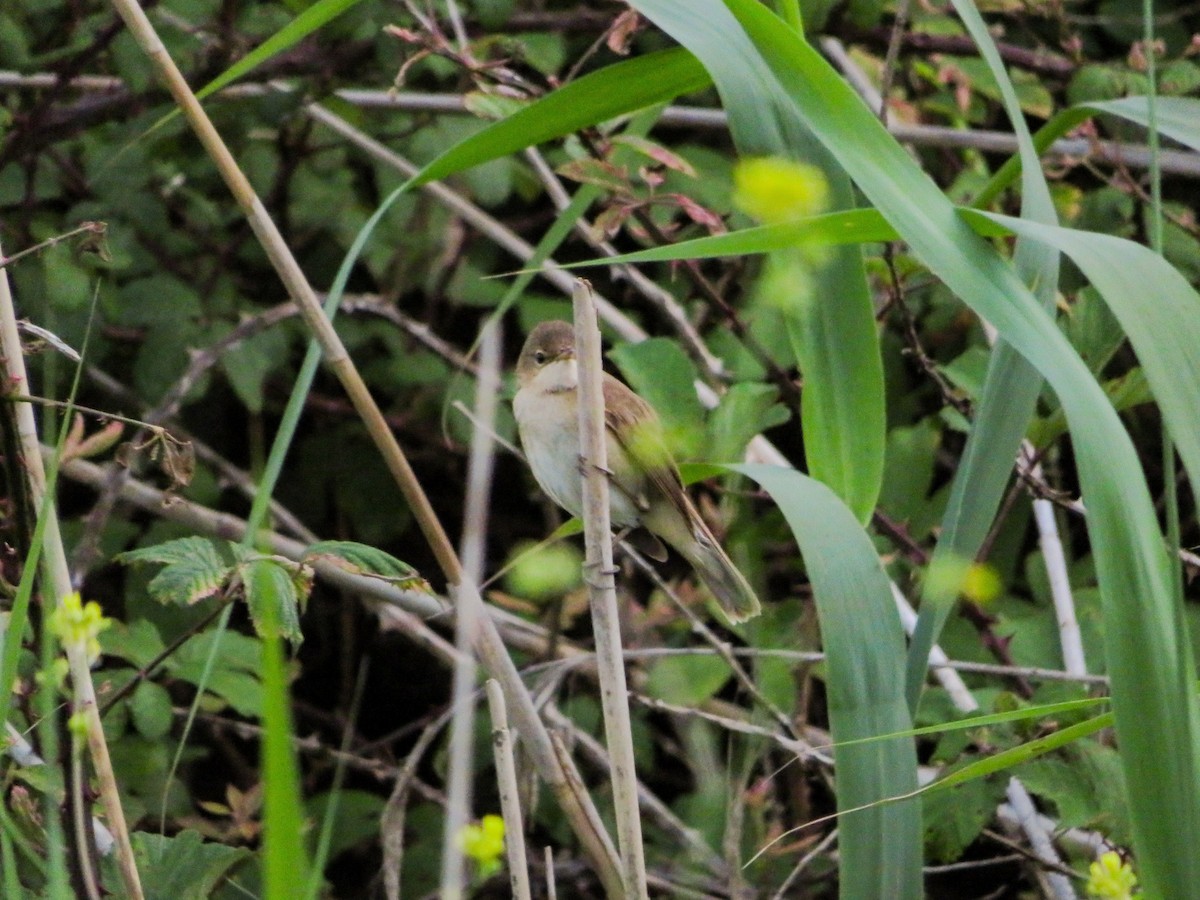Common Reed Warbler - ML619280774