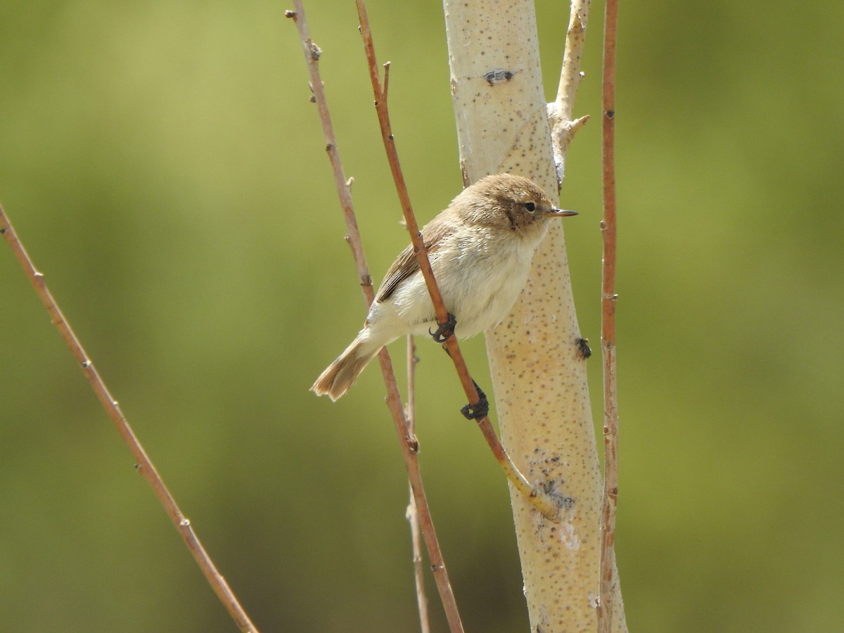 ub. fugl (Aves sp.) - ML619280775